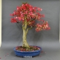 Preview: Euonymus alatus, Bonsai